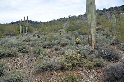 Cave Creek Regional Park, January 26, 2015